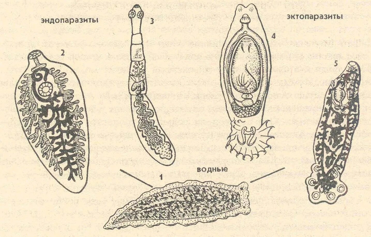 Черви-сосальщики – трематоды.. Плоские черви эндопаразиты. Плоские черви паразиты строение. Личинки паразитов трематоды. Пили у простейших