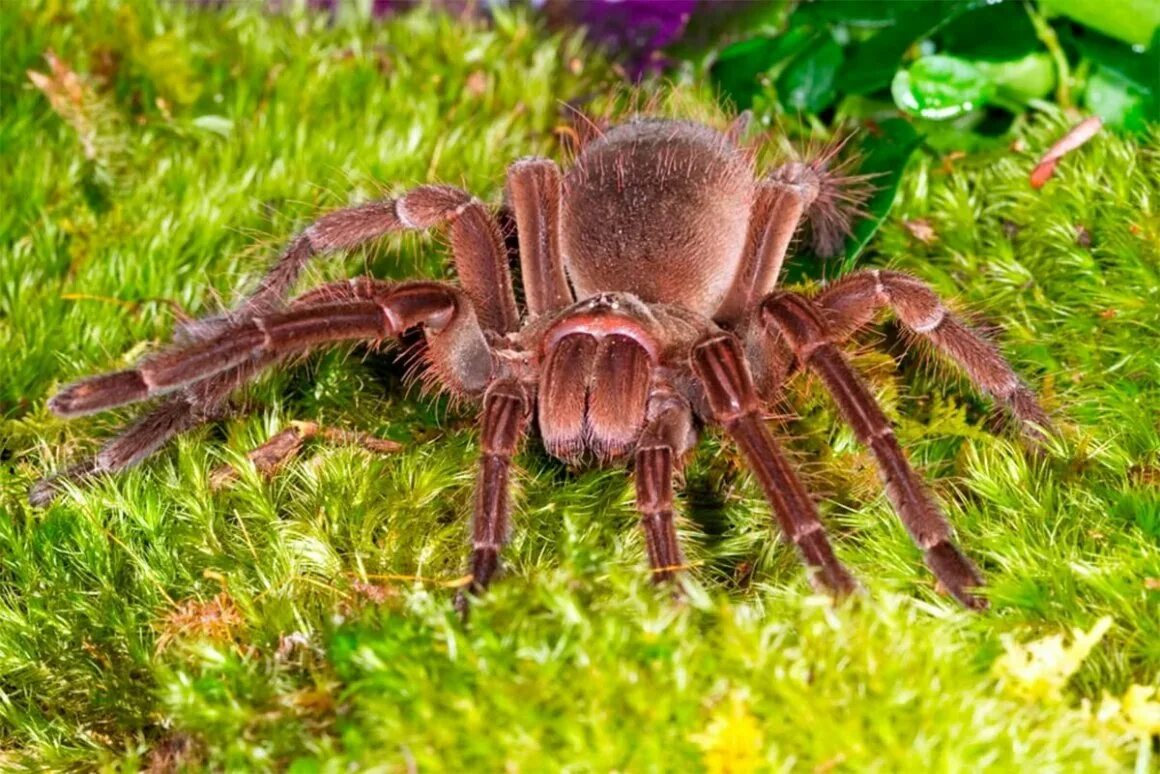 Паук терафоза блонда. Тарантул птицеед голиаф. Паук терафоза блонда. Паук голиаф. Птицеед голиаф.