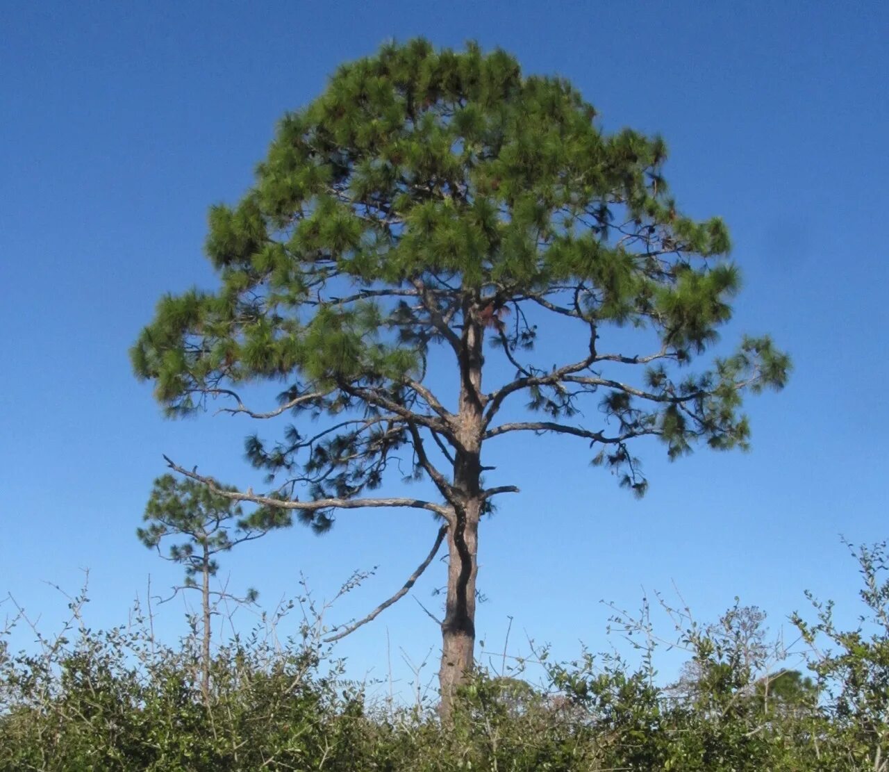 Сосна летучая. Сосна эллиота. pinus elliottii дерево. сосна культера (pinus coulteri). сосна балканская &quot;bitola&quot; (лат. pinus peuce &quot;bitola&quot;).