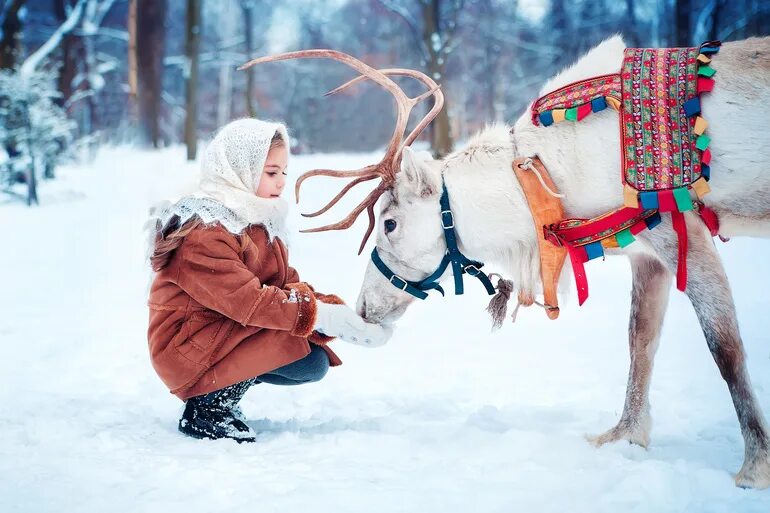 Финляндия Оленья упряжка. Катание на оленьих упряжках. Фотосессия с оленем зимой. Поездка на оленях.