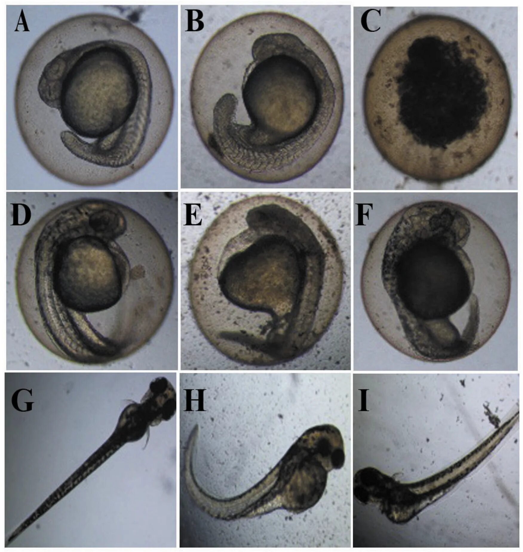 Эмбриоскоп. Embryo Culture. Чашка для эмбриоскопа.