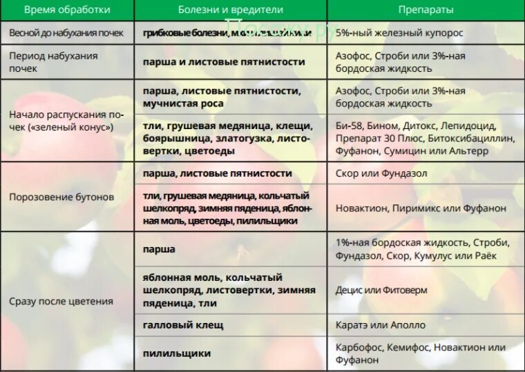 В какую погоду опрыскивать деревья