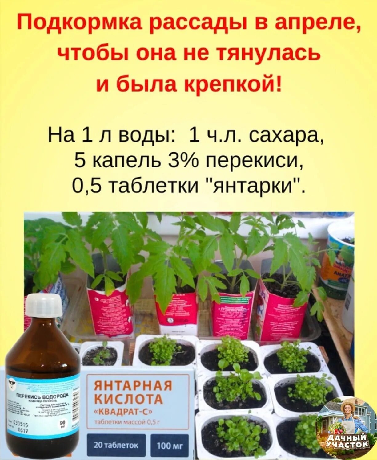 Через сколько нужно поливать рассаду