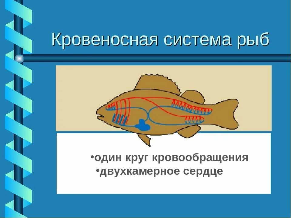 У рыб 1 круг кровообращения. Кровеносная система рыб. Транспорт веществ у рыб. Кровеносная система рыб схема. Двухкамерное сердце у рыб.