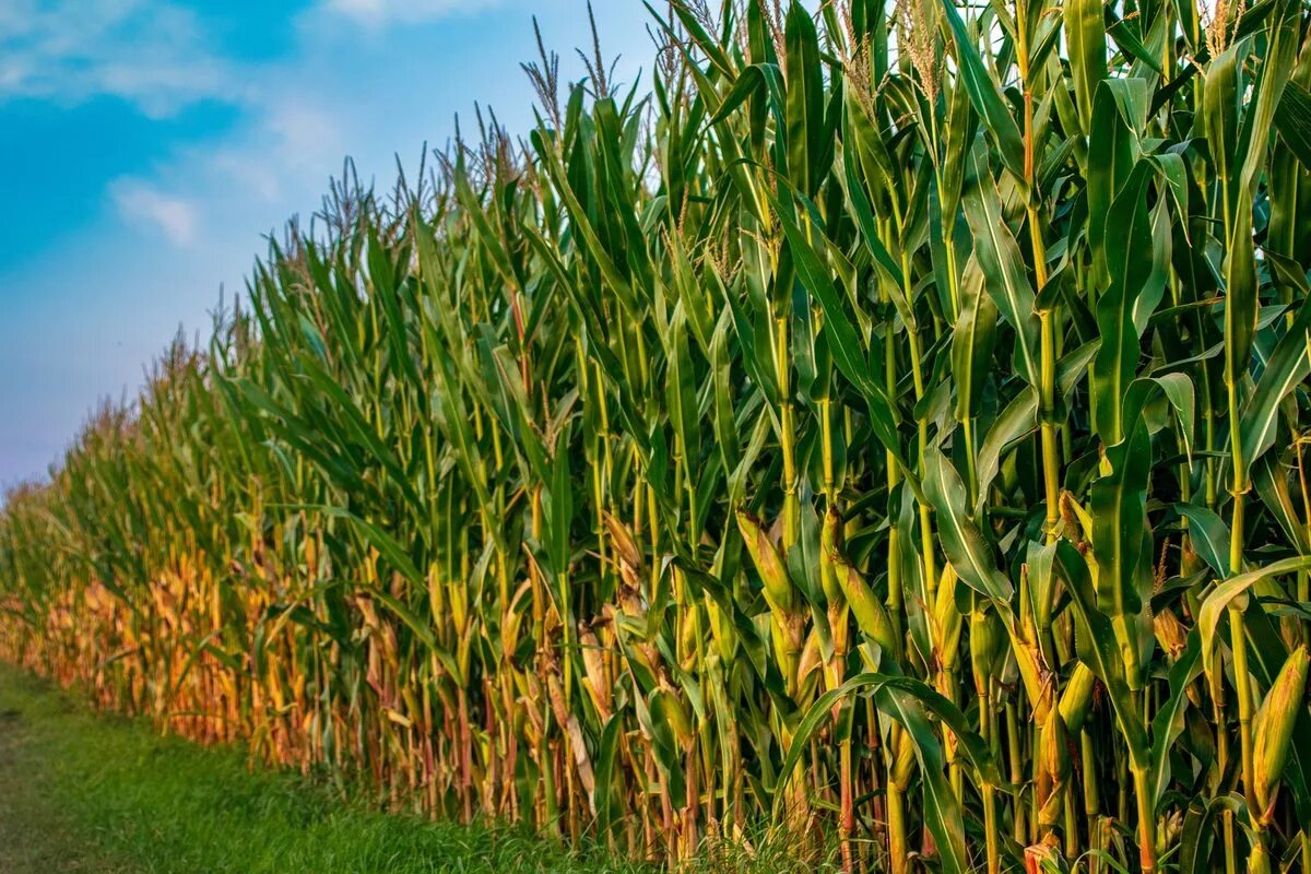 Возделывание культурных растений. Поля кукурузы Сингента. Плантации кукурузы. Кукуруза на зерно поле. Кукурузное поле.