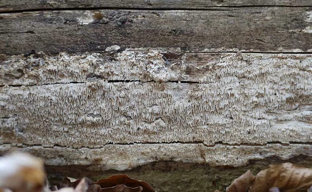Плесень на досках. Домовый гриб Serpula Lacrymans. Белый домовый гриб. Белый Домовой гриб. Грибок на древесине.