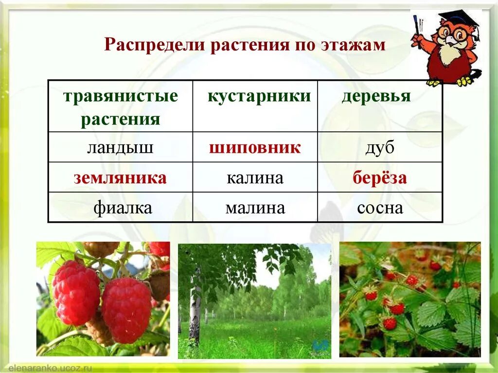 Какие отношения складываются между сосной и шиповником. Растения деревья кустарники травы. Распредели растения. Распредели растения по группам. Деревья кустарники травы леса.