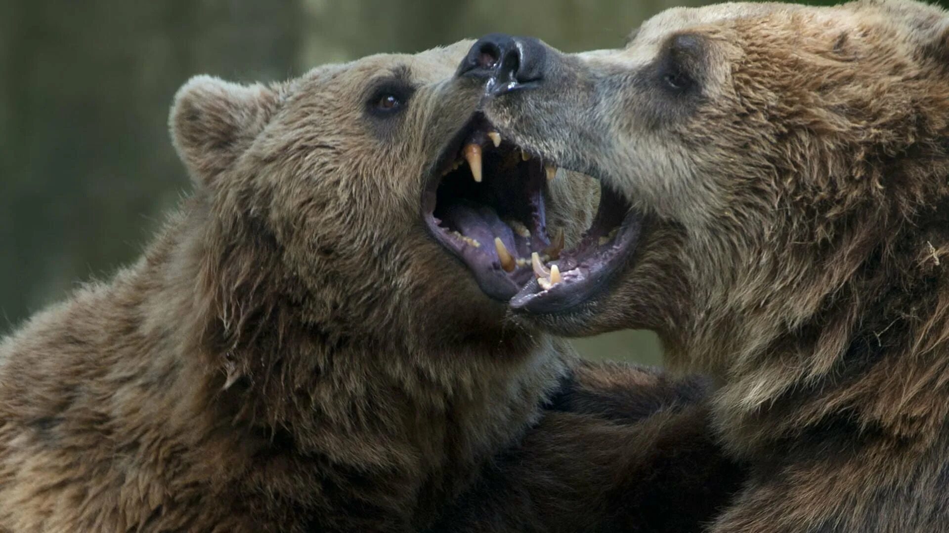 Медведь силен и. Медведь Гризли против тигра. Медведь Гризли против тигра яростная схватка насмерть. Animal Fight Club.