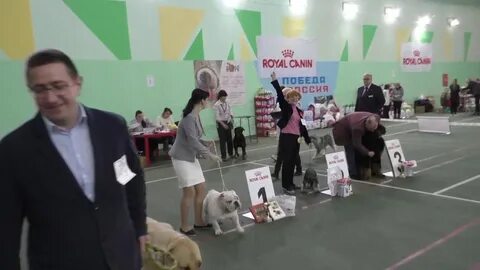 Выставка собак воронеж