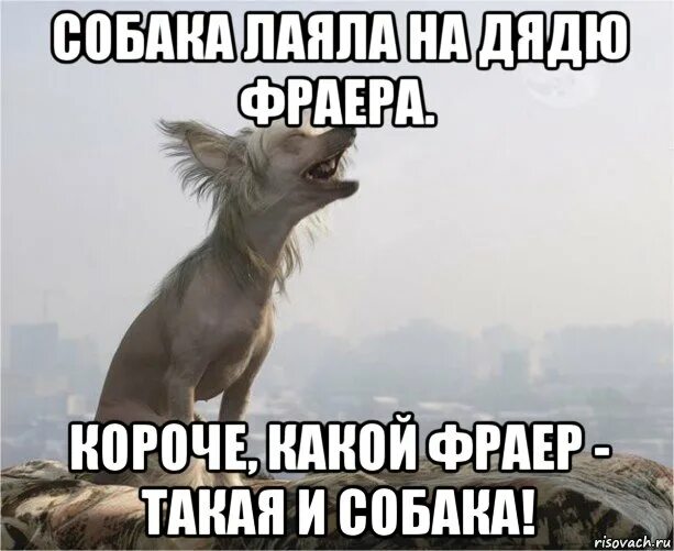 Собака фраер