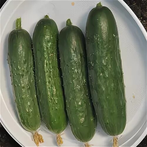 Огурцы сорта форсаж