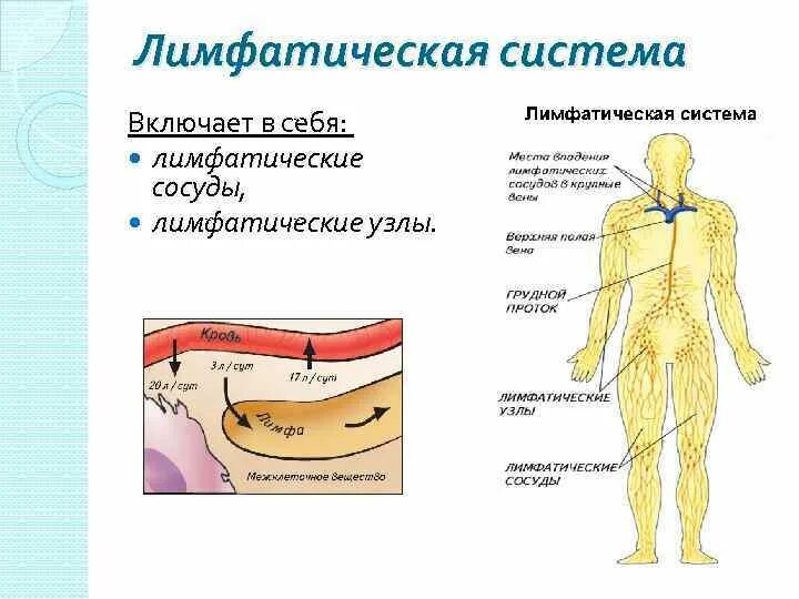 Лимфа включает