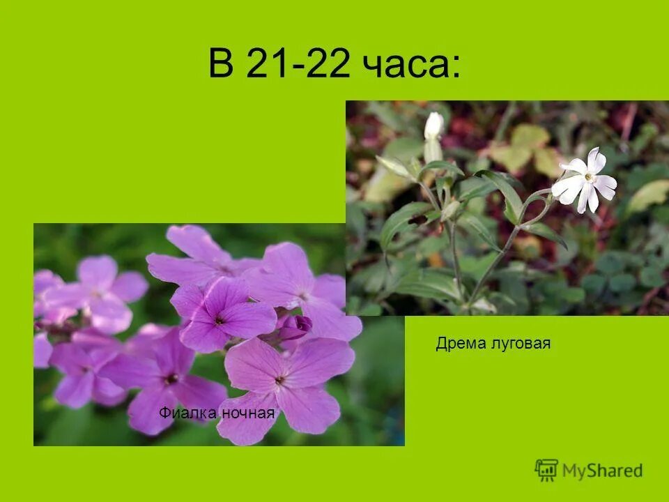 Фиалки пахнут?. Фиалка 5 букв. Фиалка 5 букв. Фиалка лесная фото. Фиалка 5 букв.
