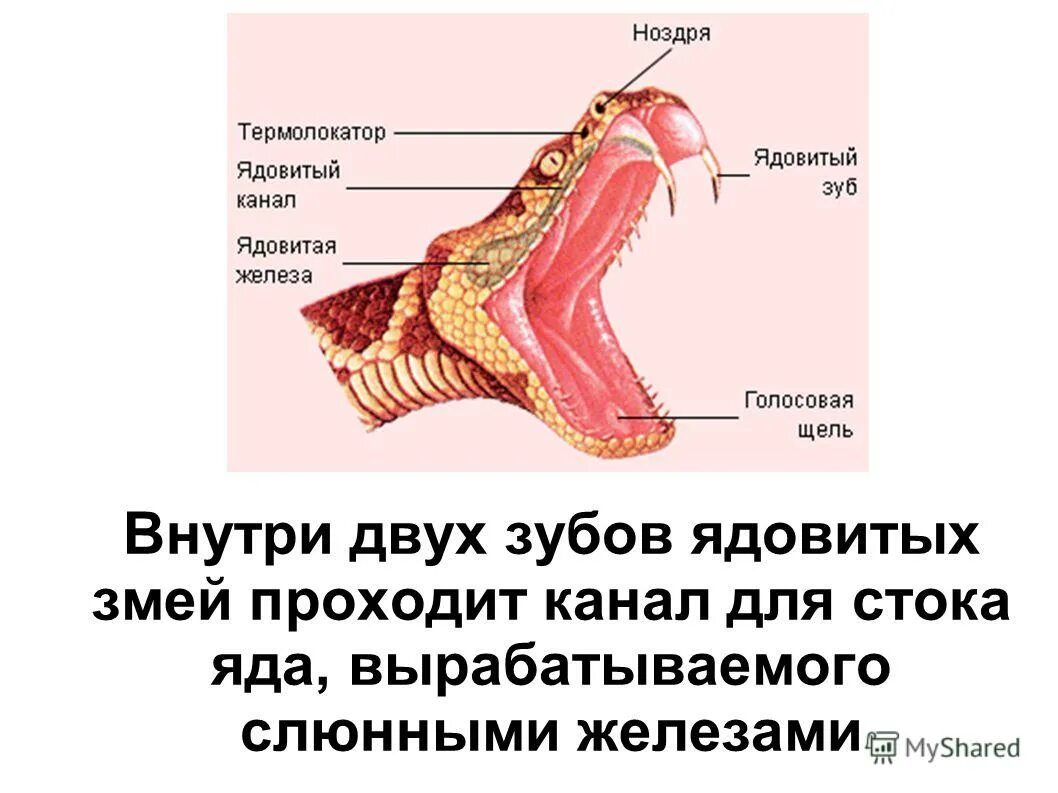 Ядовитая слюна. Строение ядовитых зубов у змей. Строение ядовитых змей. Строение ротовой полости змеи.