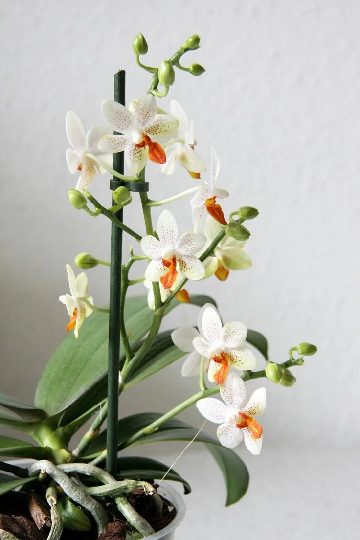 Phalaenopsis Mini Mark - Orchids, orchid care substrates, Orchidarium