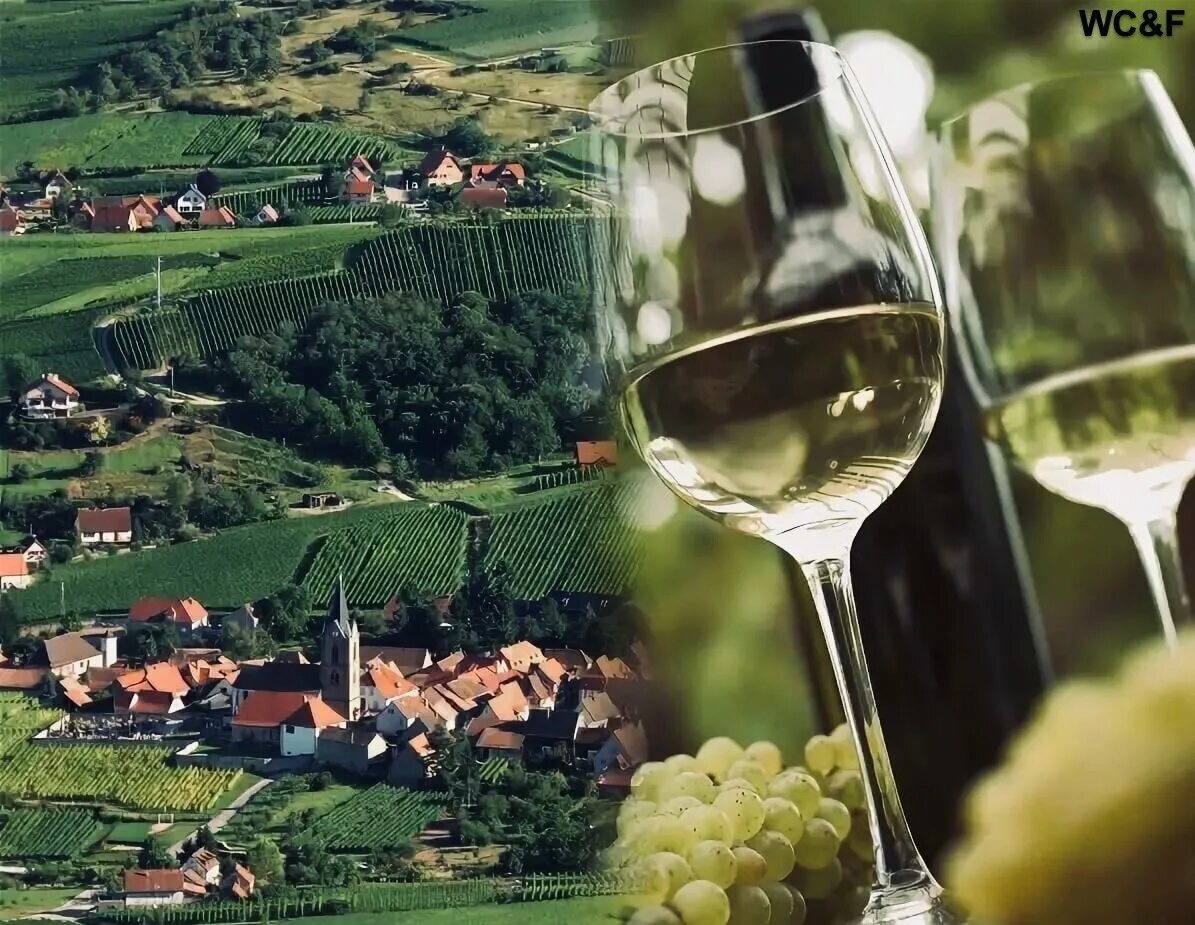 Мир вину. Эльзас Франция вино. Эльзас (винодельческий регион). Эльзас виноградники Рислинг. Alsace Франция вино.