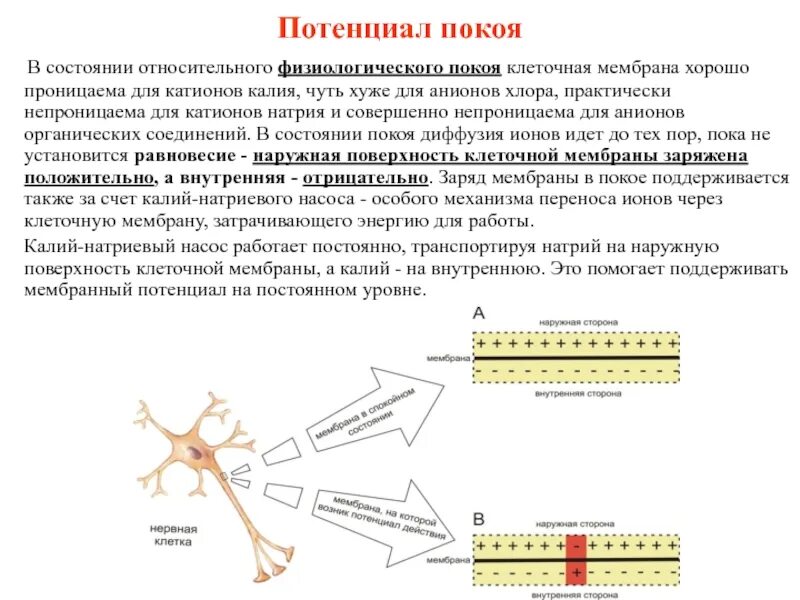 Потенциал покоя. Потенциал покоя на мембране клетки. В состоянии относительного физиологического покоя мембрана клеток. В состоянии покоя внутренняя поверхность клеточной мембраны.