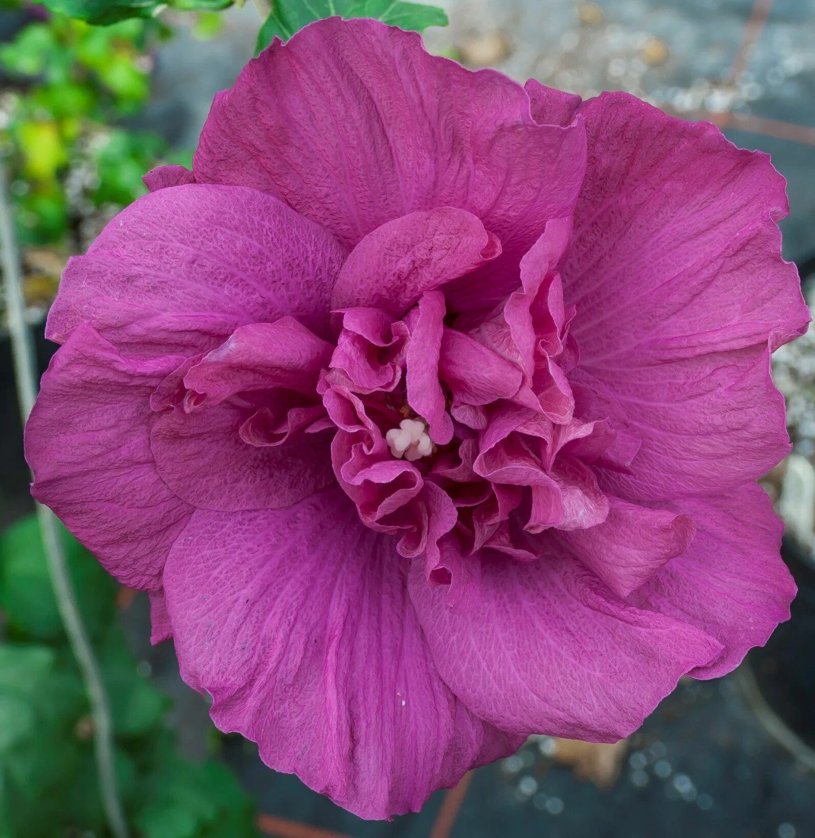 Гибискус сирийский magenta chiffon. Гибискус сирийский маджента шифон. Гибискус маджента шифон. Гибискус сирийский маджента чиффон. Гибискус сирийский magenta chiffon.