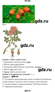 Биология лабораторная работа номер 9 6 класс