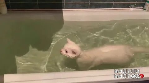 Сын увидел видео