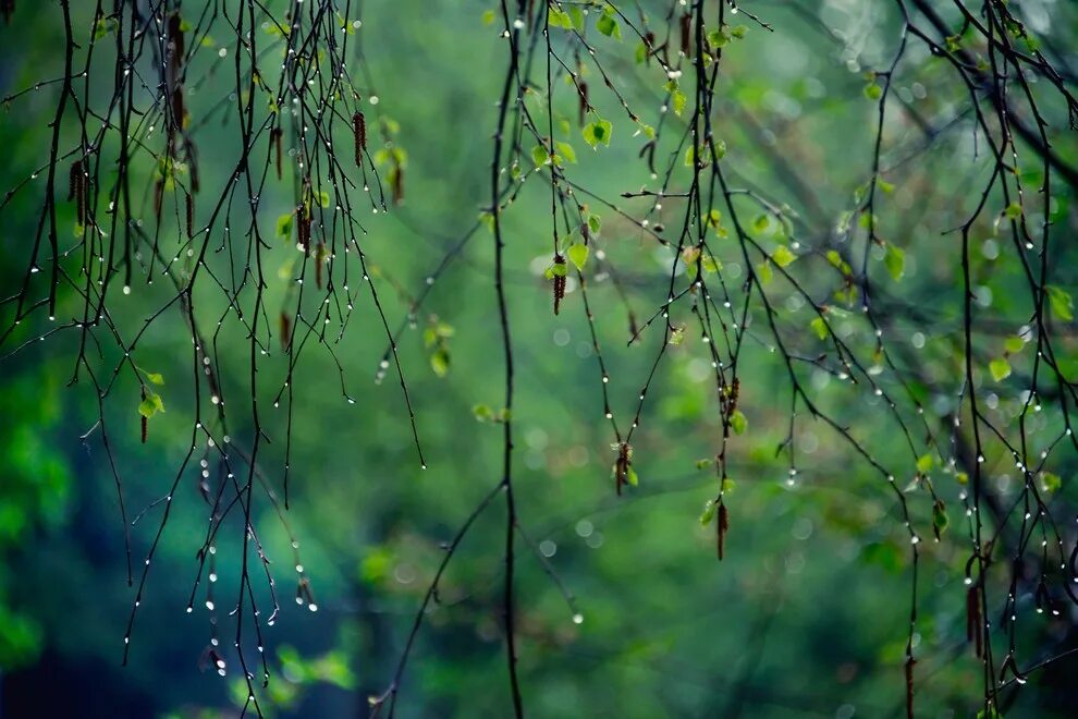 Дождь в лесу стих. Дождь весной. Весенний дождик. Природа дождь.