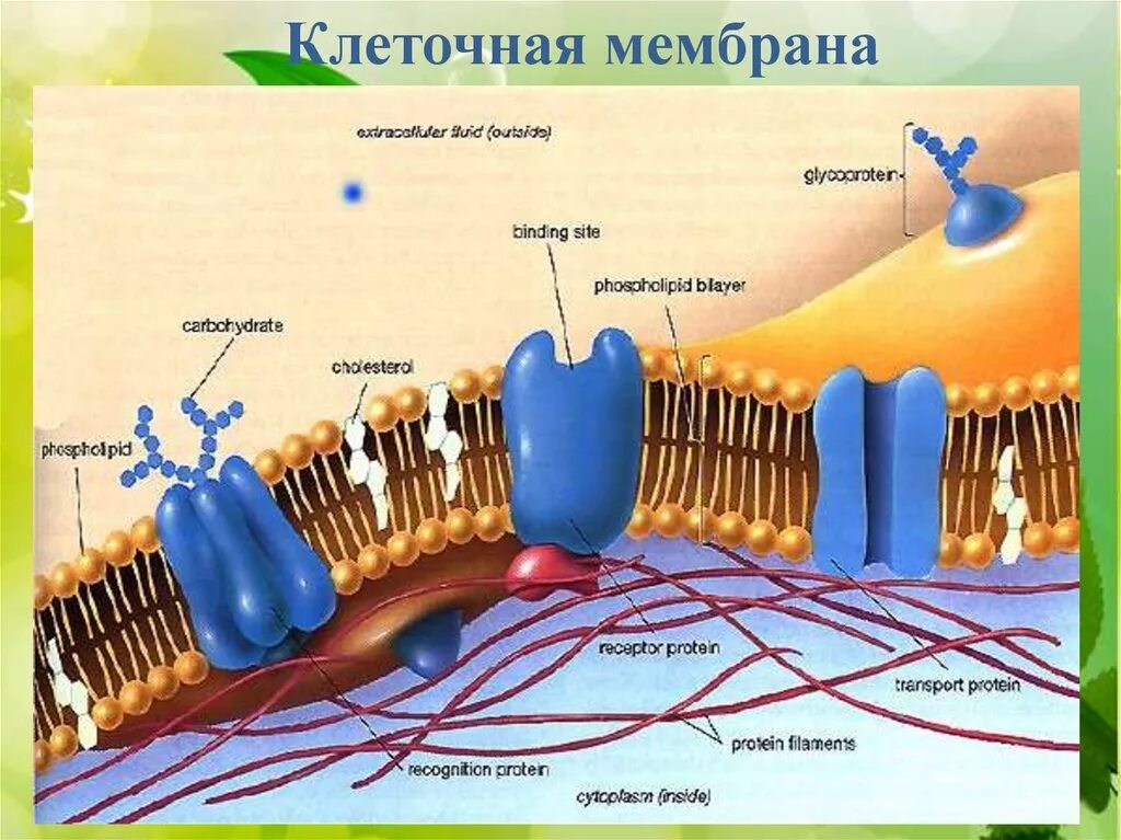 Мембрана возбудимой клетки. Модель мембраны Сингера Николсона. Жидкостно-мозаичная модель строения мембраны (Сингер, Николсон, 1972);. Фосфолипиды мембраны строение. Липидный бислой клеточной мембраны.