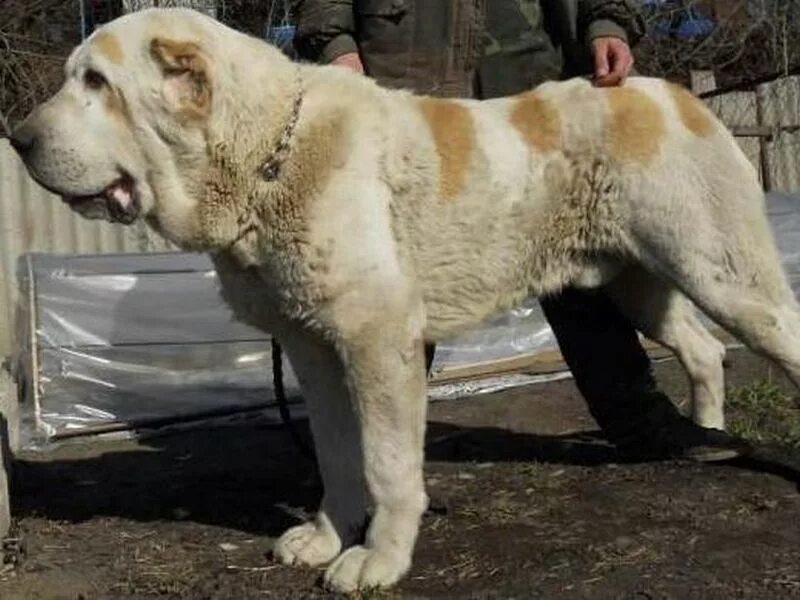 Самого большого алабая в мире. Среднеазиатская овчарка алабай бульдозер. Волкодав бульдозер алабай. Туркменский алабай бульдозер. САО алабай гигант.