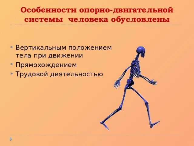 Особенности строения человека связаны с прямохождением. Особенности строения человека связаны с прямохождением