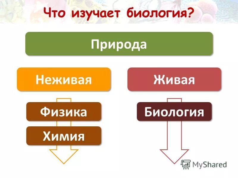 Живые неживые клетки. Наука о неживой природе. Что изучает биология. Биология изучает живую и неживую природу. Биология живое неживое.