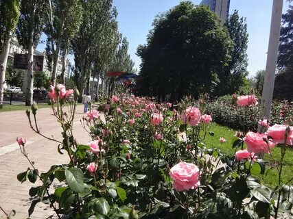 Розы донецка