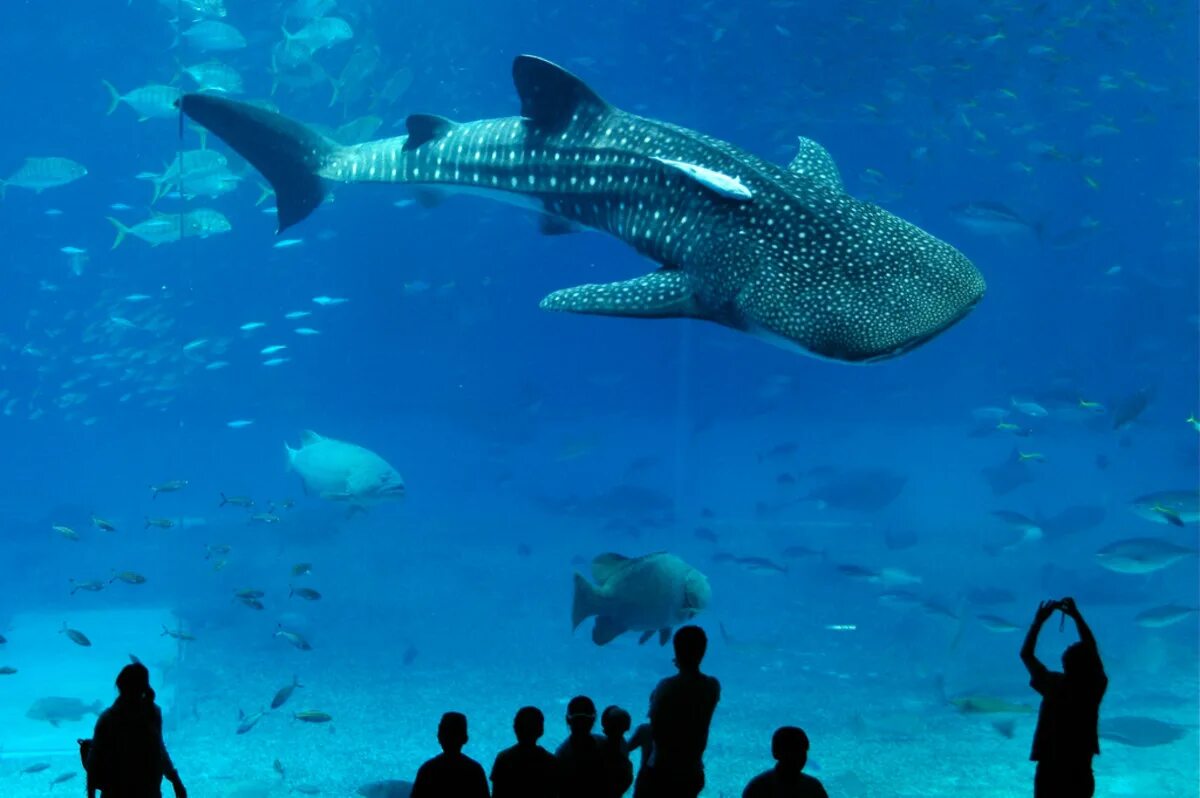 Сама большая акула. Окинава океанариум Тюрауми. Самые большие акулы в мире. Самый большой в мире акула. Самая большая рыба в мире акула.