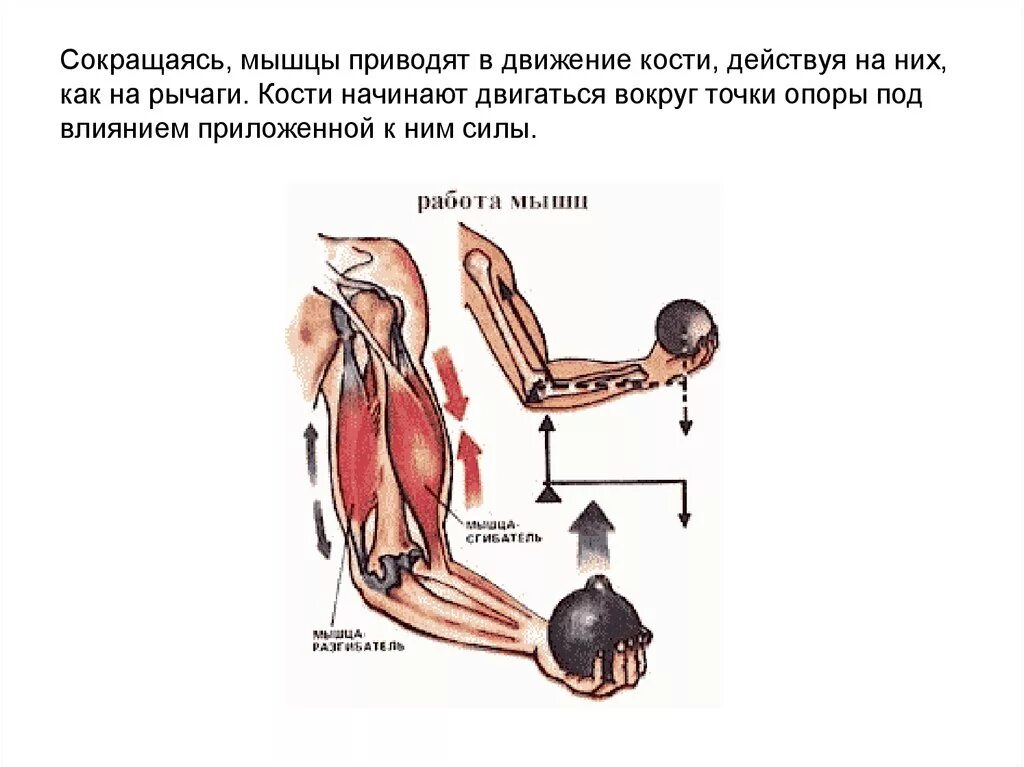 Мышцы приводящие в движение. Мышцы приводят в движение кости. Работа мышц. Работа мышц схема. Мышцы работа мышц.