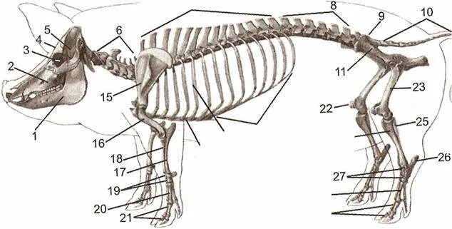 Деление скелета на отделы. Периферический скелет свиньи. Скелет свиньи строение. Скелет свиньи анатомия. Костный скелет свиньи.