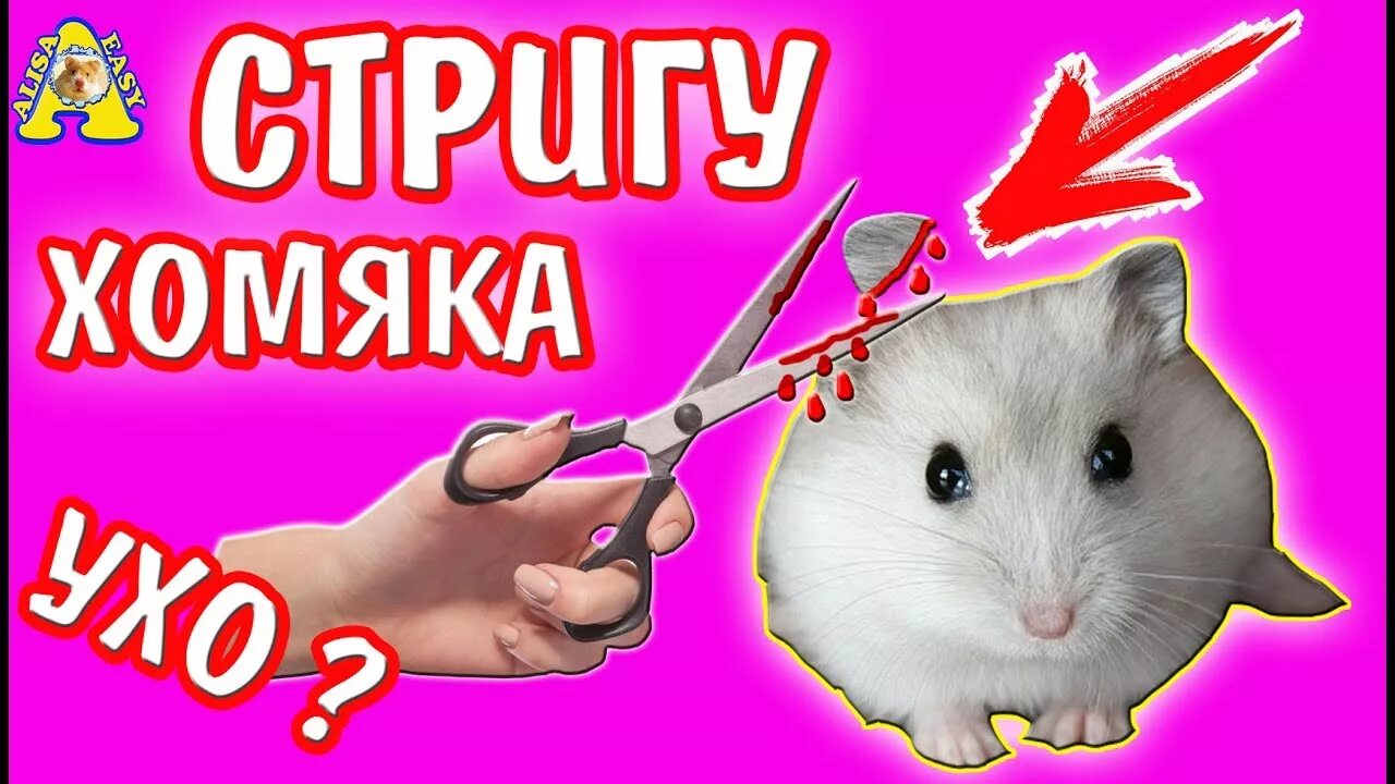 Хомяк стригущий. Подстриженный хомяк. стрижка хомяков. хомячка стригут. алиса хомяк.