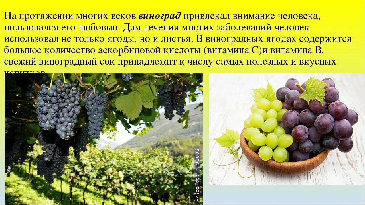 Какого витамина больше всего в винограде. Чем полезен виноград для организма. Что полезного в винограде. Полезные вещества в винограде. Чем полезен виноград.