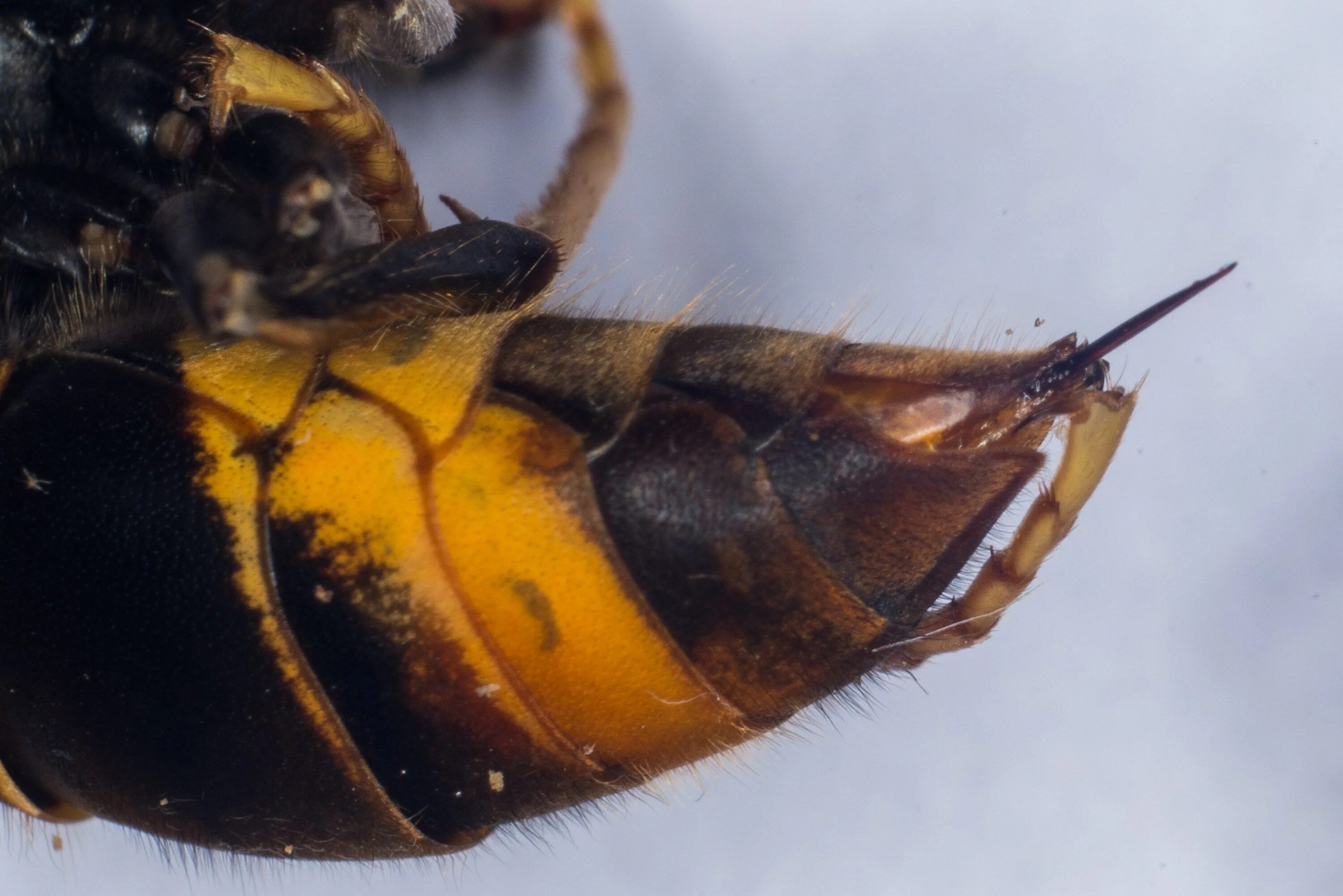 Опасны ли осы. Шершень Оса пчела жало. Шмель пчела Оса Шершень укусы.