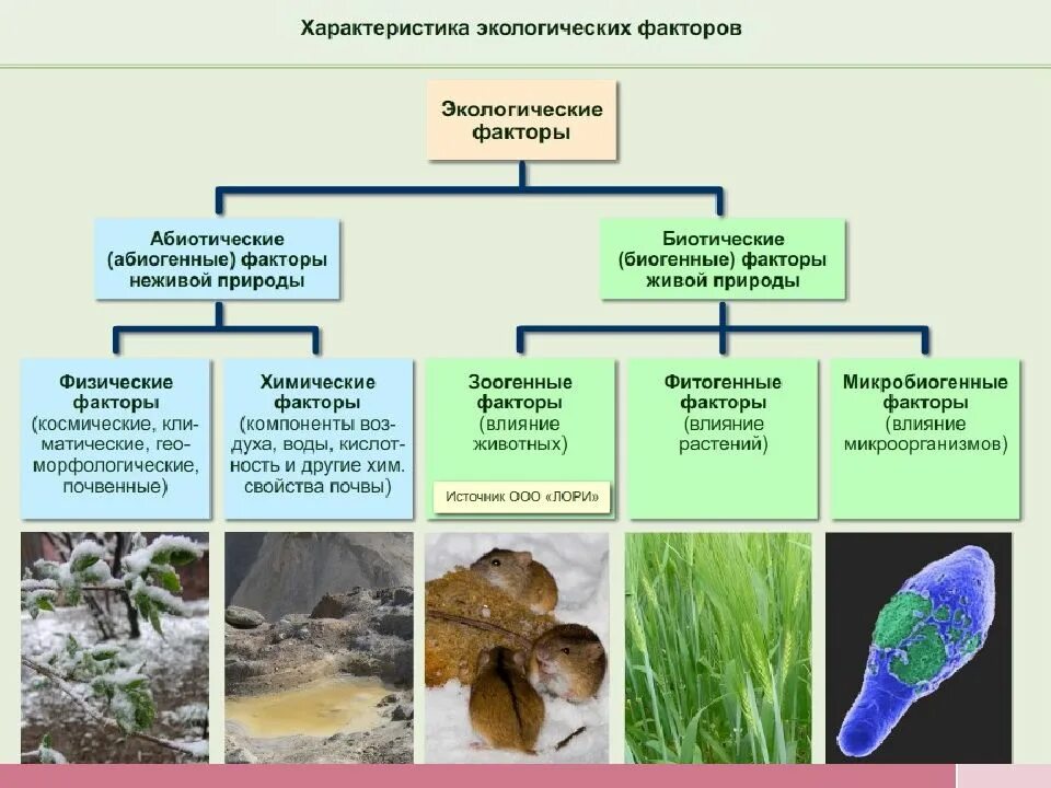 Приспособления организмов к влиянию экологических факторов. Экологические факторы растений. Экологические факторы это в биологии. Факторы биология 5 класс. Влияние экологических факторов на растения.