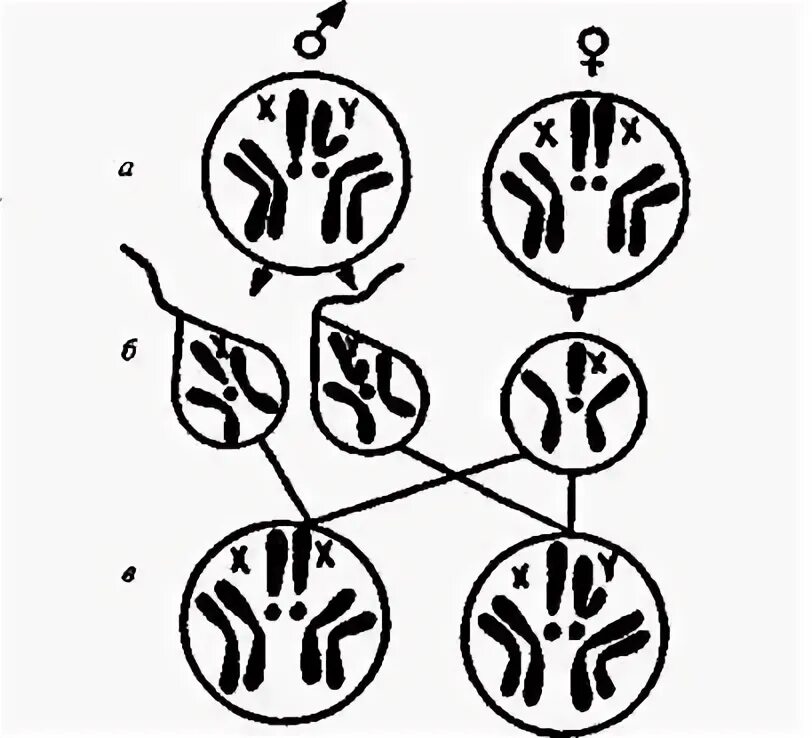 Схема расщепления по признаку пола у плодовой мушки. Хромосомная теория ХХ ну схема.