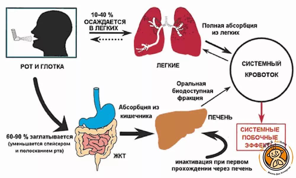 Прохождение через печень. Механизм действия ГКС при бронхиальной астме. Ингаляционные глюкокортикостероиды механизм действия. Механизм действия глюкокортикостероидов при бронхиальной астме. Механизм действия ингаляционных глюкокортикостероидов.