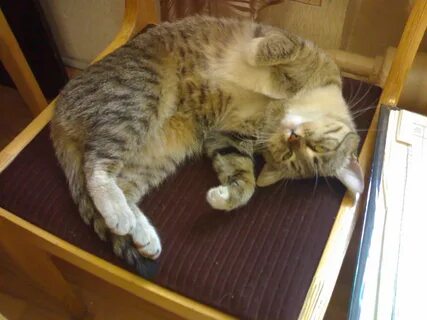 Плохих котиков