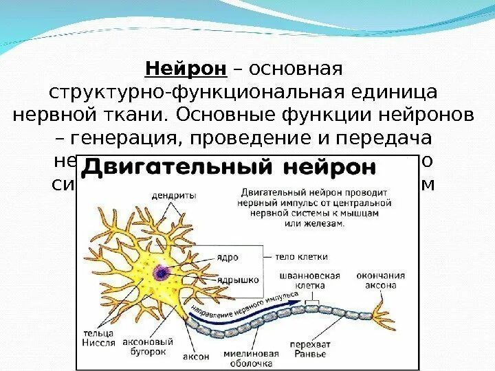 Функции нейронов человека. Аксон двигательного нейрона функции. аксон основная структурно-функциональная единица нервной системы. двигательный нейрон функции. структурно-функциональная единица нервной ткани.