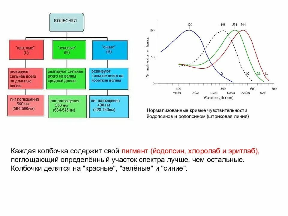 Зрительный пигмент йодопсин. Виды колбочек. Зрительные пигменты. Пигмент родопсин. Зрительные пегментыты колбочек.