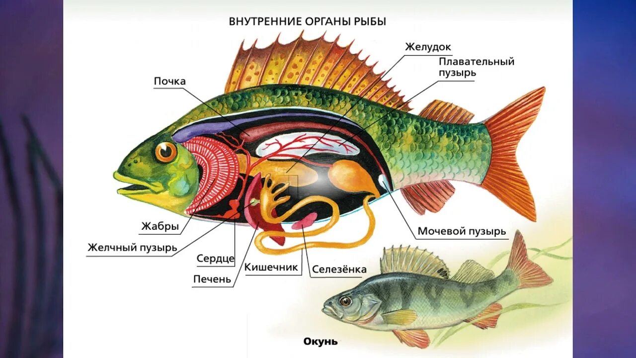 Какое тело у рыб. Органы и системы органов рыбы. Речной окунь строение. Надкласс рыбы внутреннее строение окуня. Внутреннее строение окуня окуня.