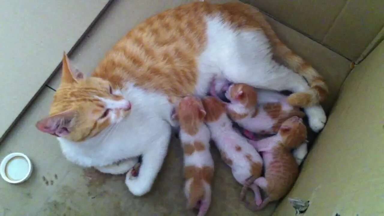 Сколько кошка кормит молоком. Котята с мамой. Мама кошка и котенок. Мама кормит котенка. Кошка вскармливает котят.