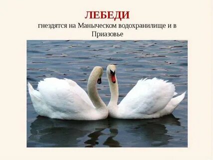 Животные из красной книги ростовской