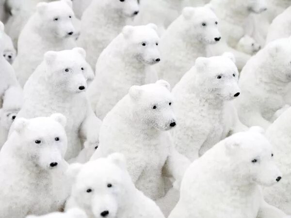 Цвет кожи белого медведя 59 фото - ZooClever.ru