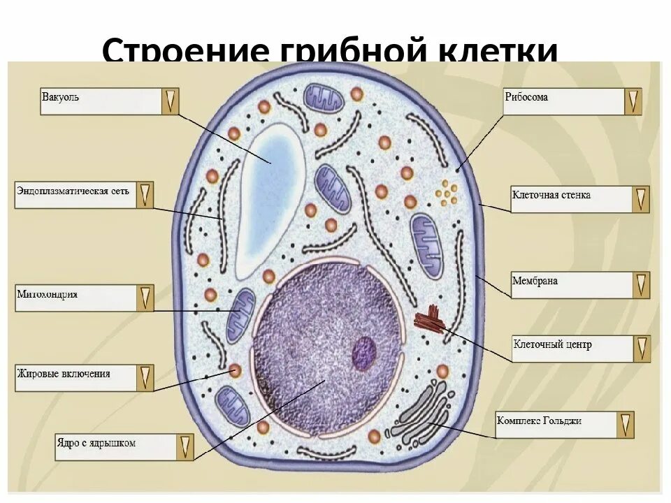 Для грибной клетки характерно клеточная оболочка