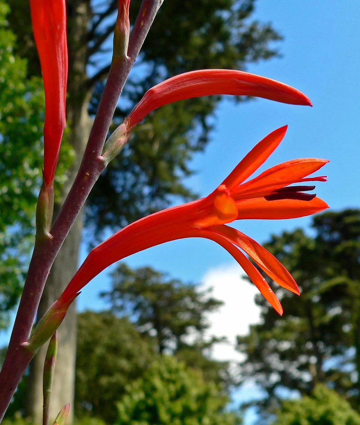 Plant wiki. Утсония. Watsonia pillansii. Утсония цветок Википедия. Утсония (Watsonia Peach Glow) 12/+.