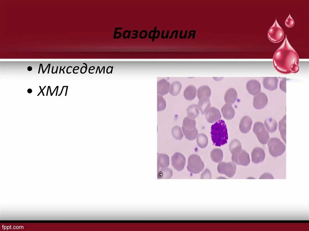 Базофильная и оксифильная окраска. Базофилия цитоплазмы клетки. Цитоплазматическая базофилия это. Абсолютная базофилия. Цитоплазматическая базофилия это.