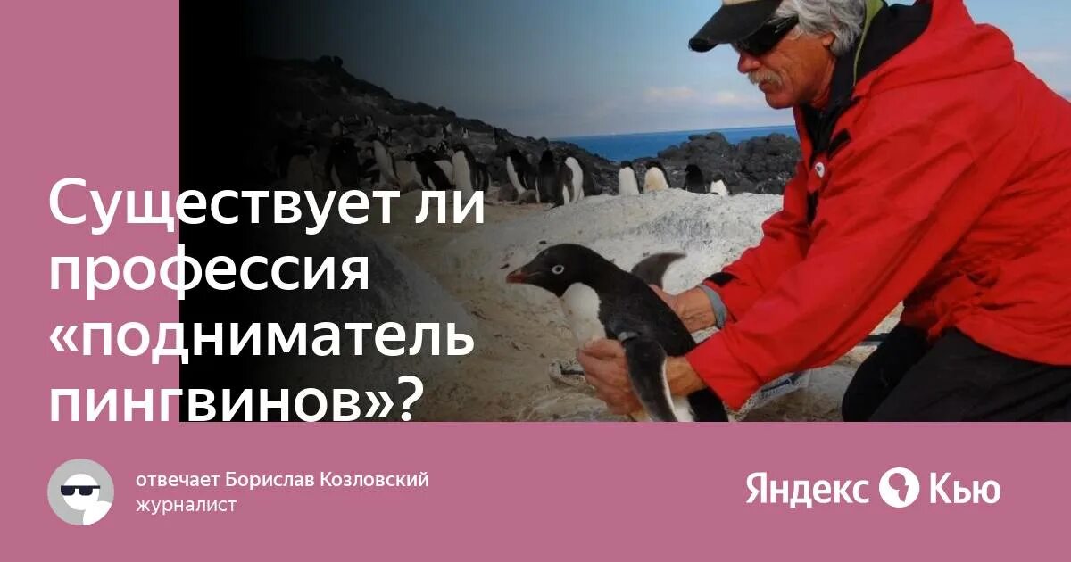 Подниматель пингвинов профессия. Профессия подниматель пингвинов существует. переворачиватель пингвинов профессия. задорнов- подниматель пингвинов. подниматель пингвинов зарплата.
